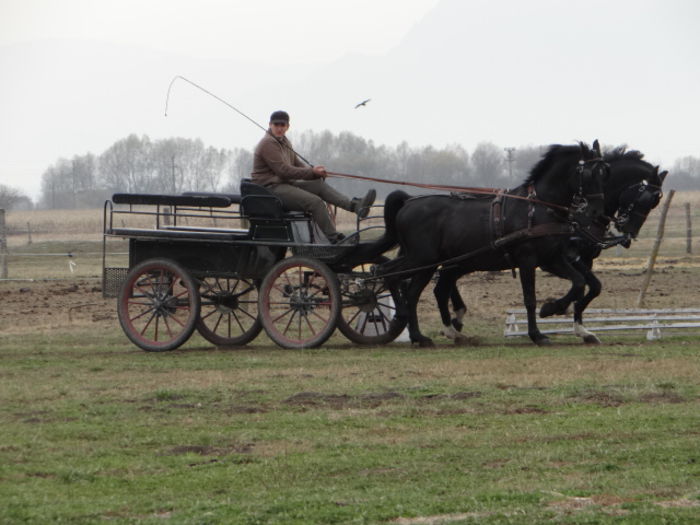  - Black LIPIZZANER