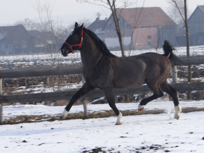 Seik 2004 171 - Black LIPIZZANER