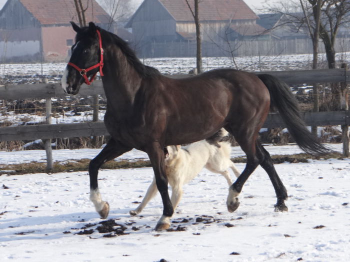 Black 1998 172cm - Black LIPIZZANER