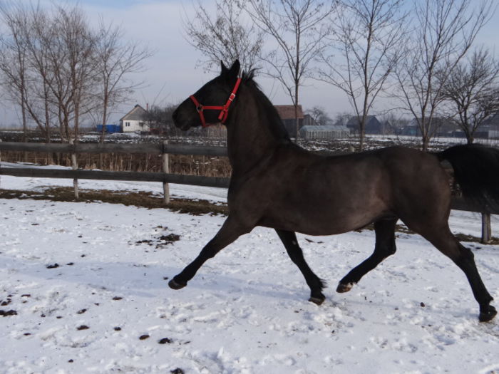 Ferko 2002 169cm - Black LIPIZZANER