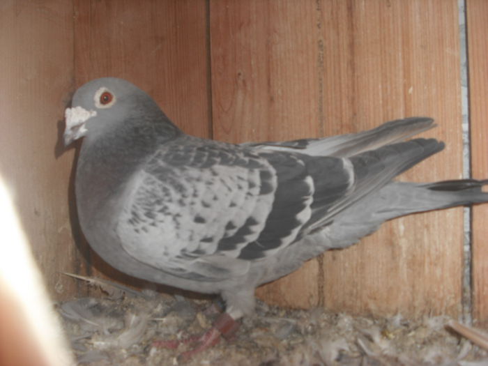 masc 2011,100lei - VOIAJORI