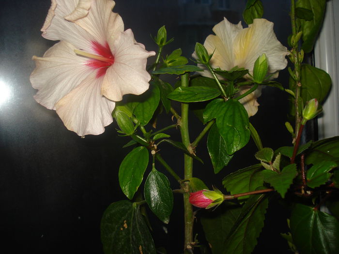 DSC09672 - HIBISCUS 2015