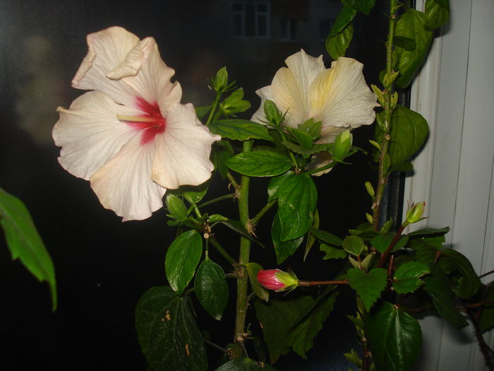 DSC09675 - HIBISCUS 2015