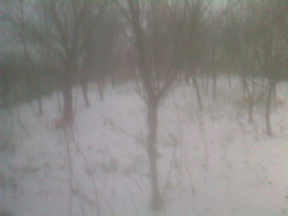 SP_A0777 - iarna in gradina