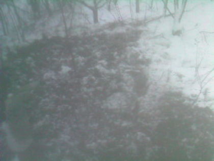 SP_A0779 - iarna in gradina