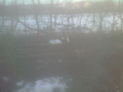 SP_A0799 - iarna in gradina