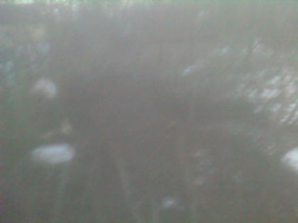SP_A0800 - iarna in gradina