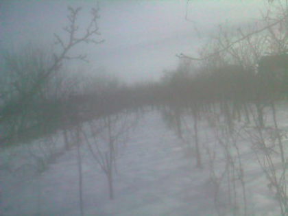 SP_A0809 - iarna in gradina