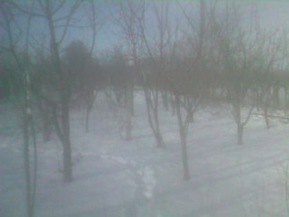 SP_A0812 - iarna in gradina