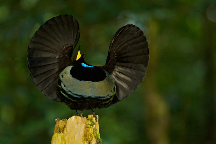 Ptiloris victoriae