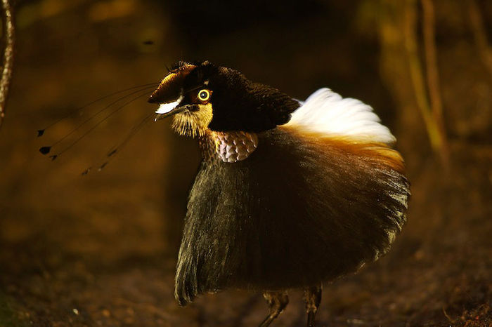 Parotia Carolae