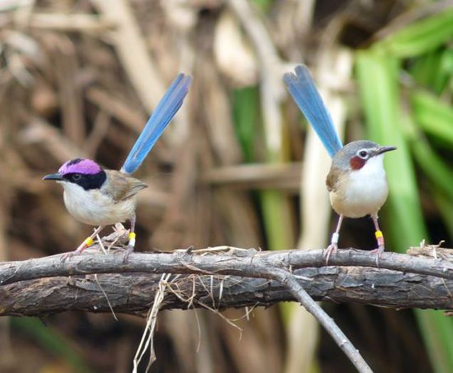 Malurus coronatus