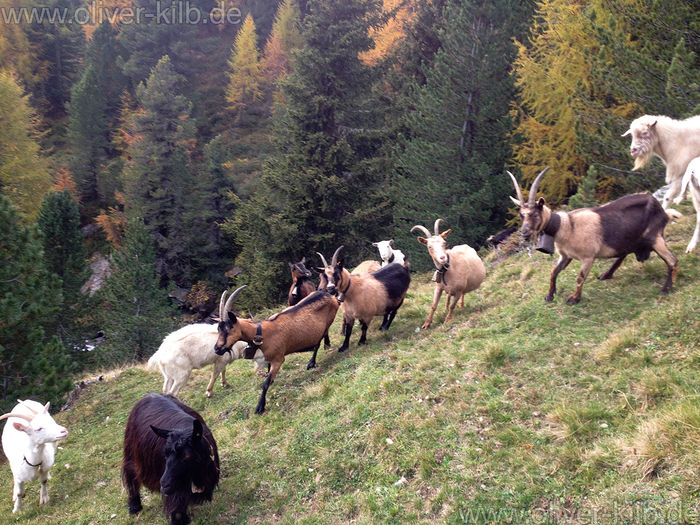 Alpine si Passiria in Alpi-2