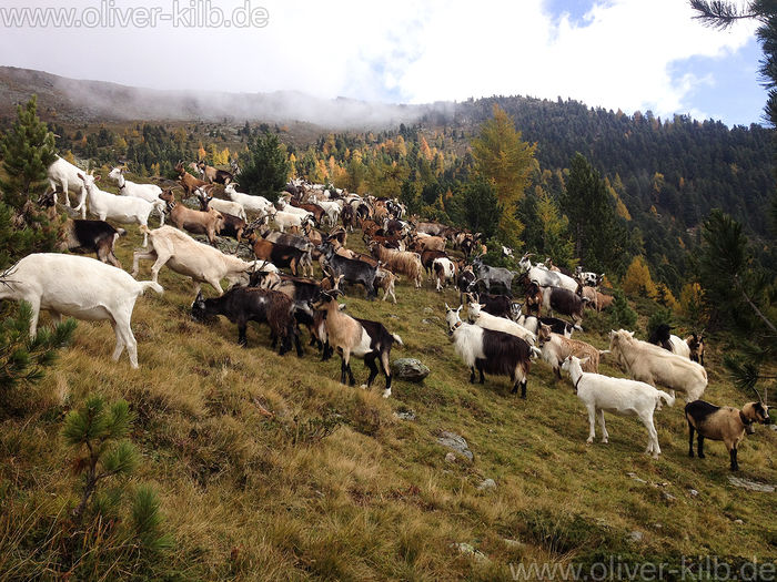 Capre in sudul Tirolului frumoase