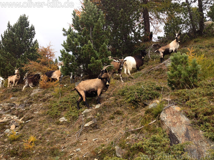Capre Passiria , Alpine si Walliser in Alpi