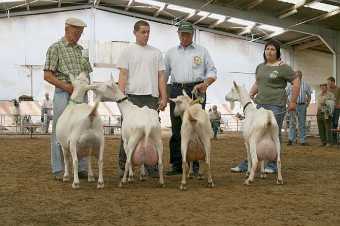 Saanen cu pulpe da deosebite