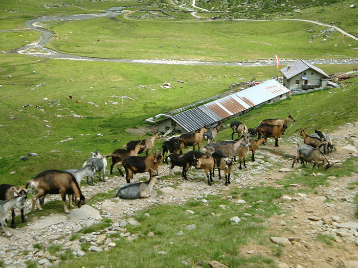 Si capre Passiria frumoase sant