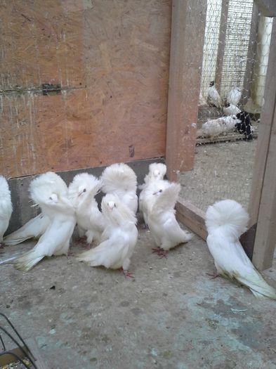 gulerati albi 18 ian15 020