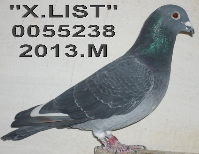 0055238.-2013.M.X.LIST ang11 cl 11 - 2-2014 MARATONISTI