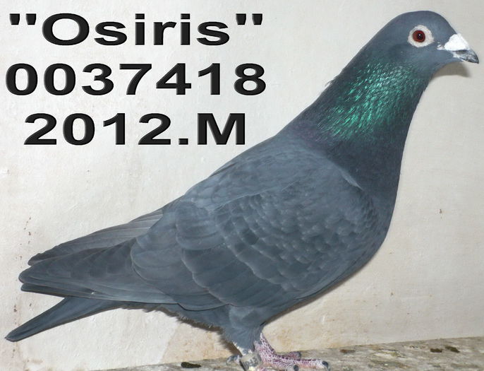 0037418.2012.M Osiris ang 11 cl 9 - 2-2014 MARATONISTI