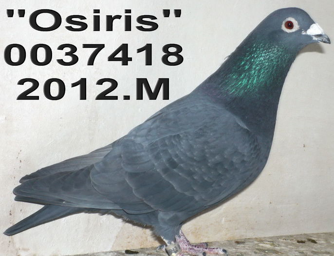 0037418.2012.M Osiris ang 11 cl 9