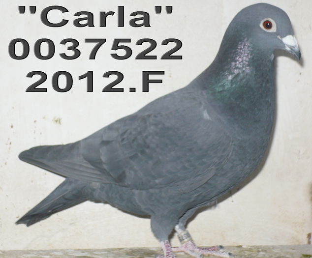 037522.2012.Carla.anr 11 cl 8