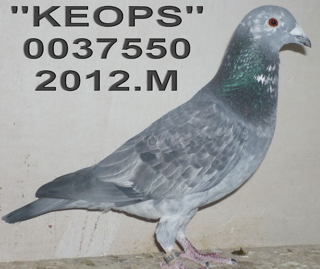 0067550.2012.-M.ang 11 cl 5