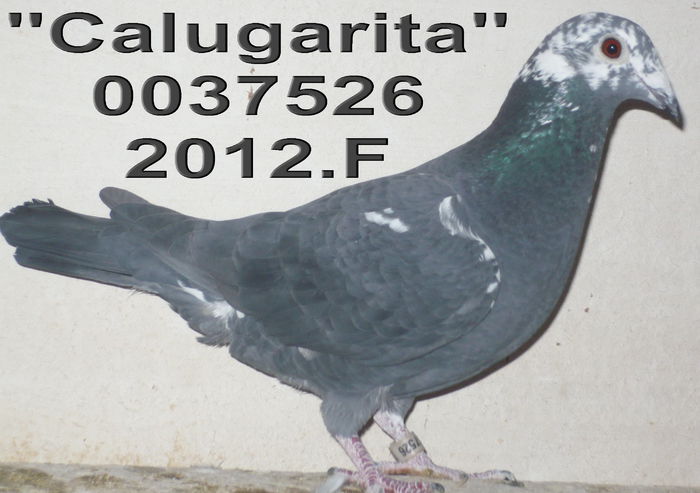 0037526.12.M ang 11 cl 8