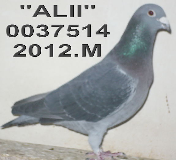 0037514.12.Alii.ang 11 cl 8