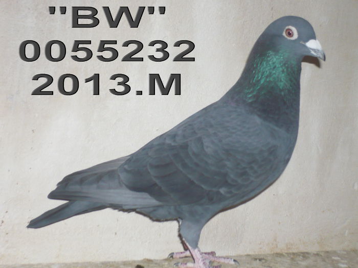 0055232.M.BW.ang 11 cl 7
