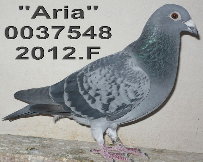 0037548.12 Aria. ang 11 cl 5
