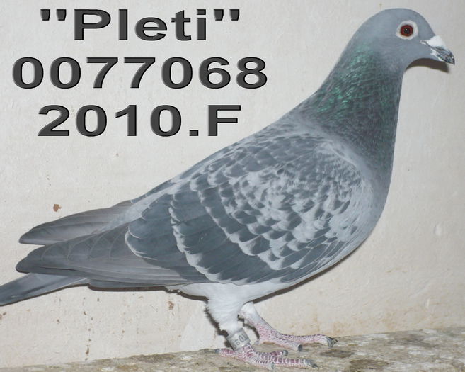 077068.2010.Pleti. ang 12 cl 6 - 2-2014 MARATONISTI