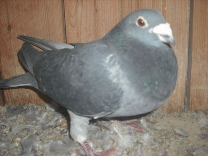 vandut, masc 2009,fara inel ,fiu ardeanca 2006 - VOIAJORI