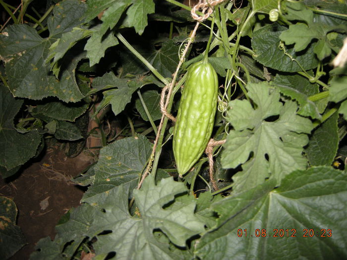 DSCN6549; Momordica charantia,leguma miraculoasa pt. diabet
