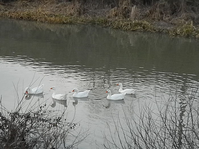 DSCN7829 - 2015_O MICA PLIMBARE