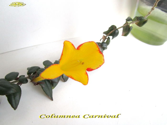 Columnea Carnival (23-01-2015)1 - Gesneriaceae 2015