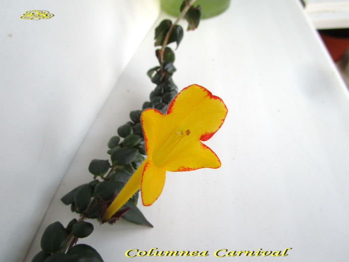 Columnea Carnival (23-01-2015)2 - Gesneriaceae 2015