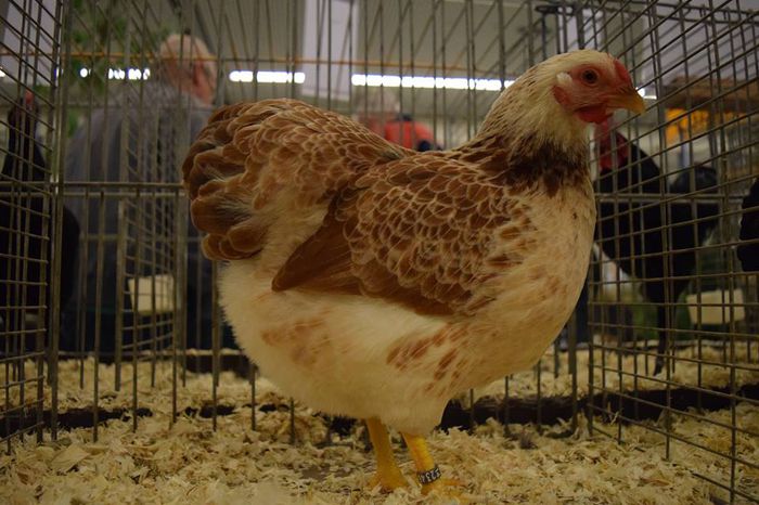 10347173_719658871482462_4791174358947462242_n