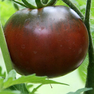 TOMATE BLACK BEEFE 3