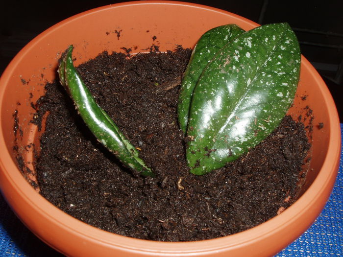 P1010017; Butas de Hoya dar nu stiu de care
