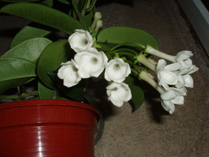 P1010019; stephanotis
