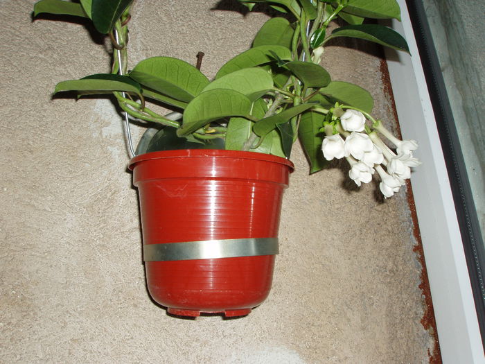 P1010020; stephanotis
