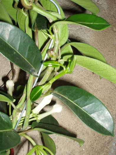 P1010024; stephanotis
