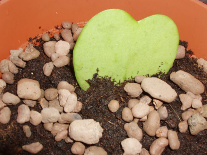 P1010027; Hoya Kerrii
