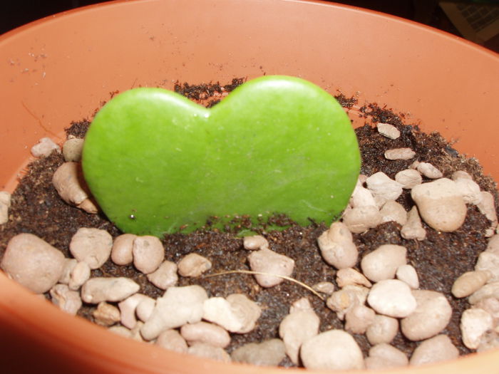 P1010028; Hoya Kerrii
