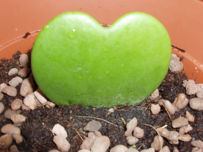 P1010029; Hoya Kerrii
