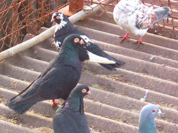 IMG_2316 - Porumbeii mei 2015