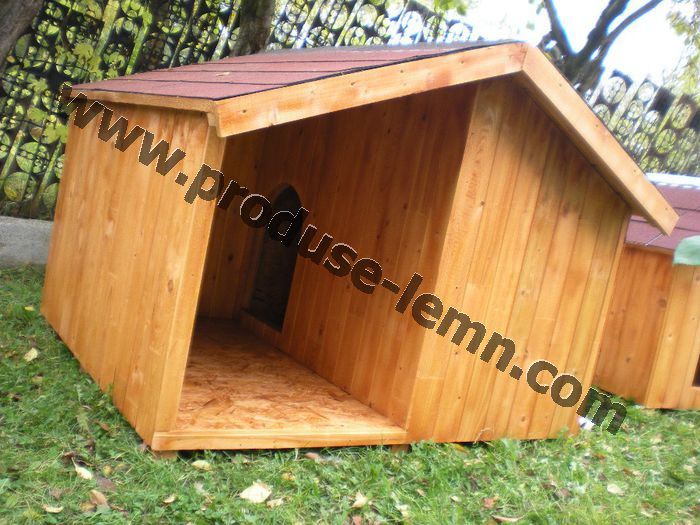 cotet cusca caine (1)