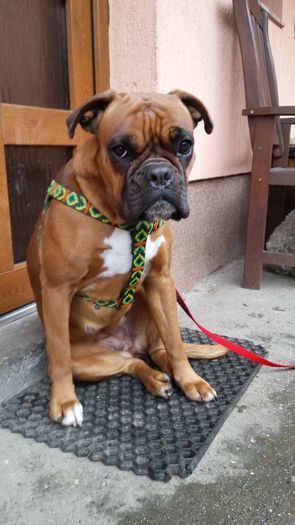 20150123_150751 - boxer