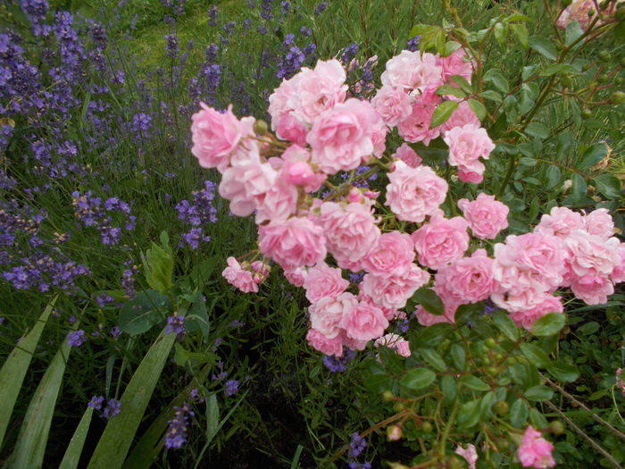 DSCN0318 - Romantic garden